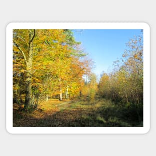 Vibrant Autumn Walk Sticker